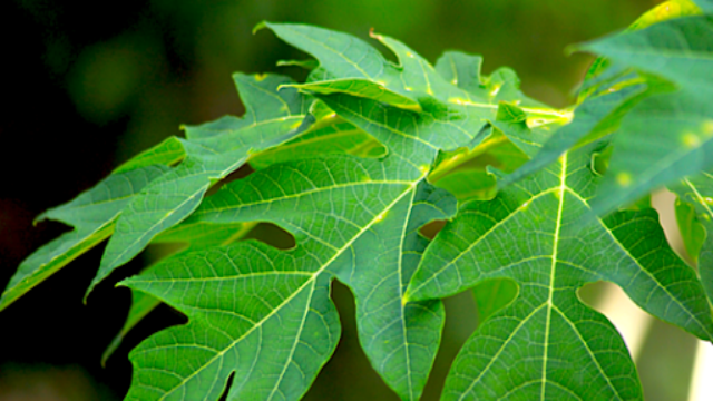 6 Manfaat Daun Pepaya untuk Kesehatan Tubuh